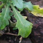 Arabis alpina Yaprak