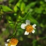 Bidens pilosaFlower