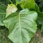 Populus deltoides Blatt