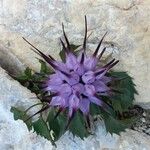 Physoplexis comosa 花