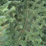 Abies nebrodensis Folio