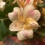 Alstroemeria aureaപുഷ്പം