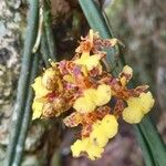 Trichocentrum ascendens Flor