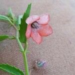Hermannia kirkii Flower