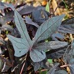 Ipomoea batatas Blad