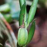 Afropectinariella gabonensis Fruit