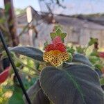 Kohleria amabilis 花