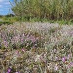 Marcus-kochia littorea Tervik taim