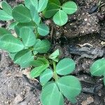 Arachis hypogaea 葉