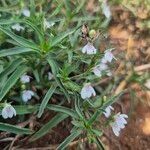 Justicia calyculata Leaf