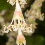 Garrya elliptica Цветок