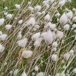 Lagurus ovatus Fleur