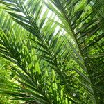 Phoenix canariensis Leaf