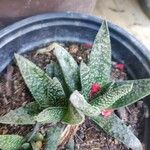 Gasteria carinata Leaf