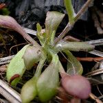 Crocidium multicaule অভ্যাস