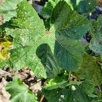 Malva setigera Leaf