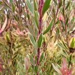 Leucadendron salignum Blad