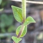 Micromeria nervosa Hoja
