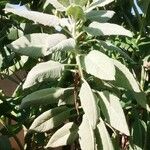 Solanecio cydoniifolius 葉