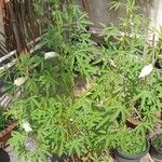 Hibiscus cannabinus List