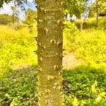 Ceiba pentandra 樹皮