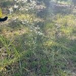 Eupatorium hyssopifolium Alkat (teljes növény)