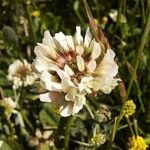 Trifolium occidentale പുഷ്പം