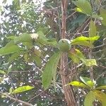 Alibertia edulis Fruit