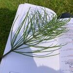 Equisetum pratense Лист