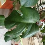 Monstera deliciosa Leaf