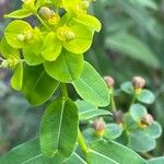 Euphorbia illirica Blüte