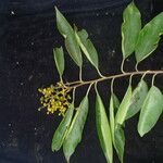 Ehretia acuminata Хабит