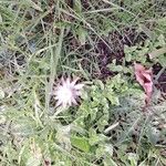 Crepis rubra Flower