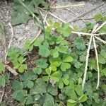 Oxalis dilleniiLeaf