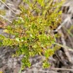 Vaccinium myrsinites برگ