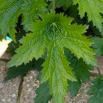 Anemone x hybrida 葉