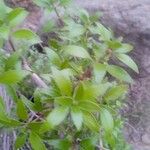 Rubia fruticosa Hoja