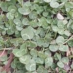 Trifolium repens Blad