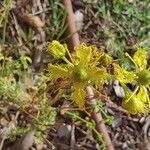 Ruta angustifolia Цвят