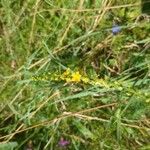 Agrimonia eupatoriaFlower