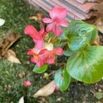 Begonia cucullata Blüte