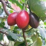 Solanum betaceum Fruit