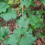 Ribes alpinum Leaf