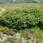 Nothofagus pumilio Hàbitat