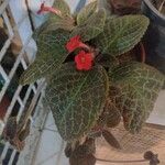 Episcia cupreata Leaf