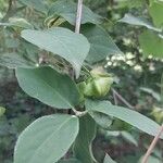 Euonymus latifolius Leaf