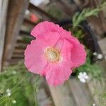 Papaver croceumFlower