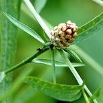 Centaurea jacea Іншае