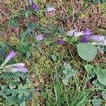 Gentianella amarella Habit