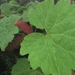 Gunnera insignis Leaf